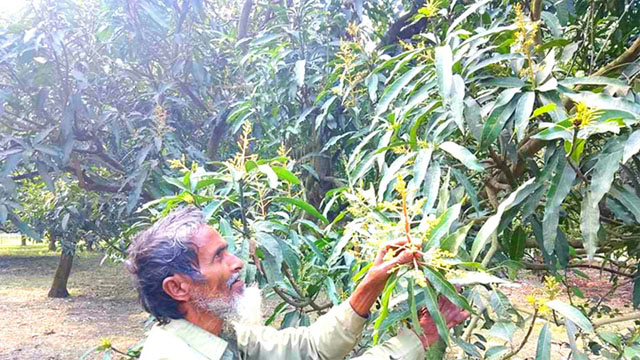 বাঘায় শোভা ছড়াচ্ছে আমের স্বর্ণালী মুকুল