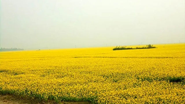 সিংড়ায় বিনা চাষে সরিষা চাষে লাভবান কৃষক