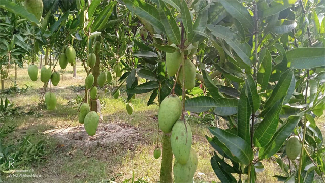 ডিসেম্বরে আমের বাম্পার ফলন