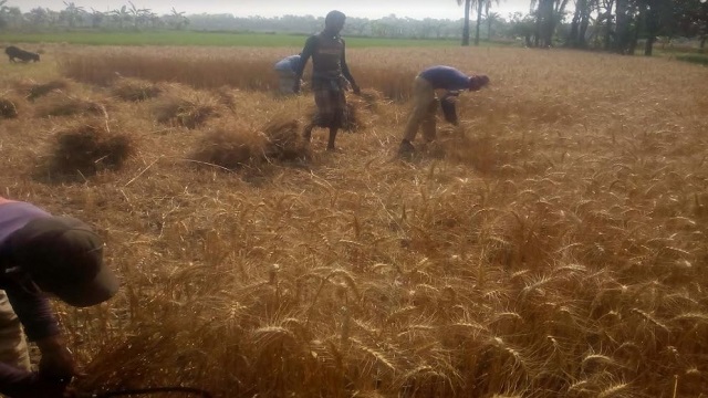 বাঘায় গমের বাম্পার ফলনে খুশি কৃষকেরা