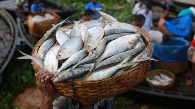 ৪ অক্টোবর থেকে ২২ দিন ইলিশ ধরা বন্ধ