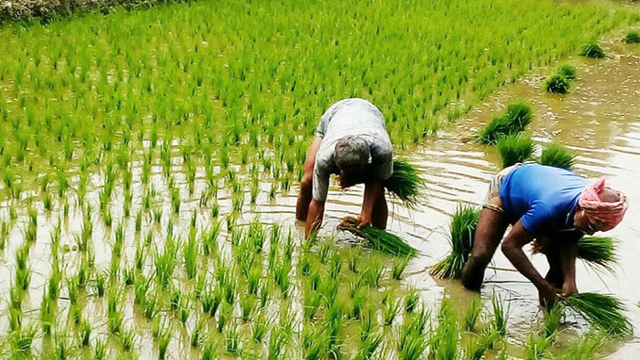 রাজশাহীতে আমনের লক্ষ্যমাত্রা ৭৭ হাজার হেক্টর জমি  