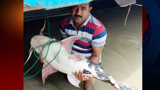 পদ্মায় ধরা পড়লো ৩৪ কেজির বাঘাআইড়