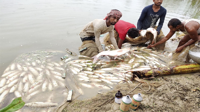 শত্রুতা করে ১৬ লাখ টাকার মাছ নিধন  