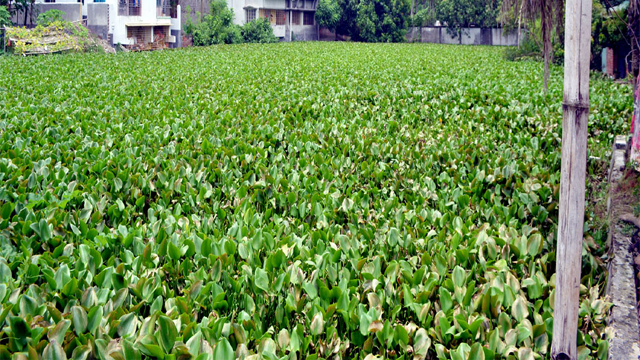 কচুরীপানায় ভর্তি বুলনপুরের মহল পুকুর