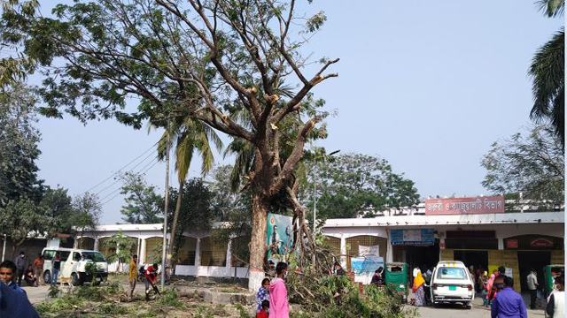 পাখি তাড়াতে রামেক হাসপাতালে গাছ কর্তন