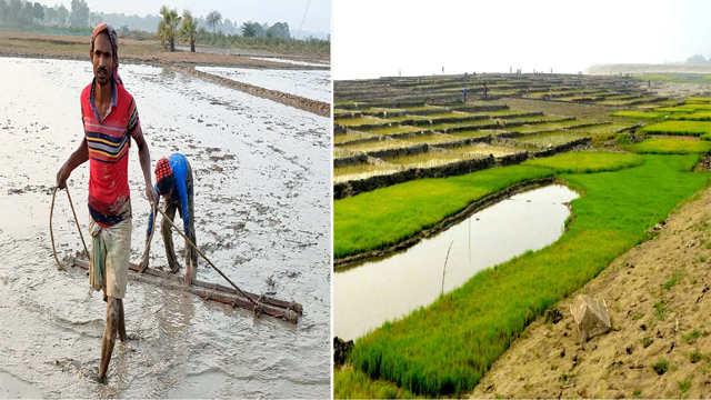 উপেক্ষা করে রাজশাহীতে চলছে বোরো আবাদ