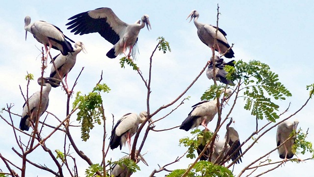 সবুজ নগরী রাজশাহীতে নীড় হারাচ্ছে পাখি