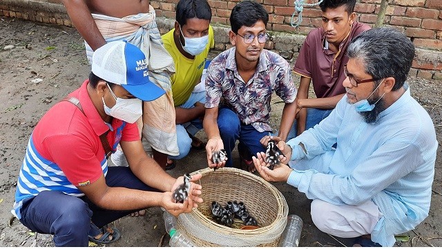 মায়ের কোল ফিরে পেল দশটি বালিহাঁস ছানা