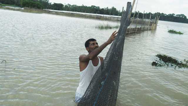 নওগাঁয় বন্যাতে ভেসে গেছে কোটি টাকার মাছ