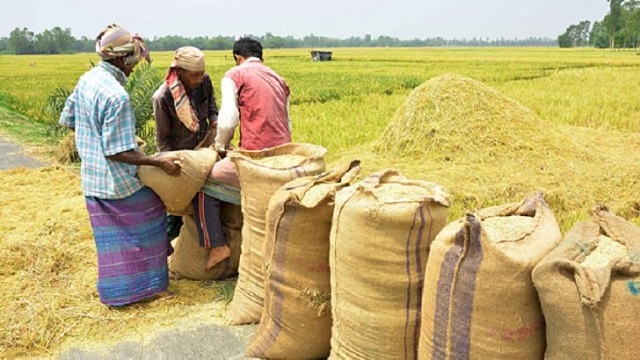 হাজার টাকা মণে ১৪ লাখ টন ধান কিনবে সরকার