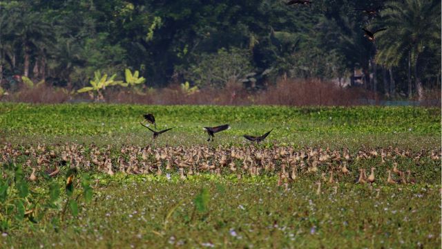 পুঠিয়ার বিলে নানা প্রজাতির অতিথি পাখির সমারোহ