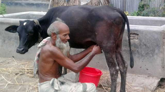 সাঁথিয়ায় দুধ দিচ্ছে বকন বাছুর!