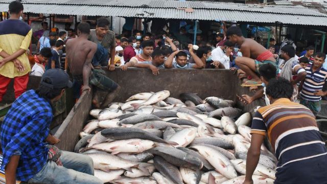 পুকুরে বিষক্রিয়ায় মারা যাচ্ছে টনে টনে মাছ