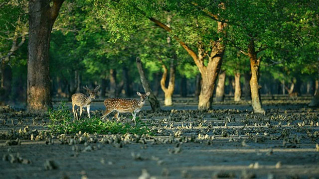 আজ সুন্দরবন দিবস 